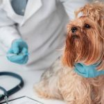 The Best Flea Medicine  for Dogs